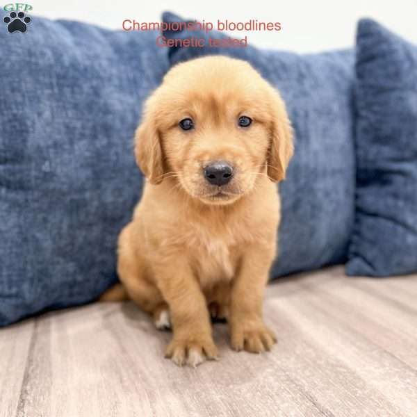 Champ, Golden Retriever Puppy